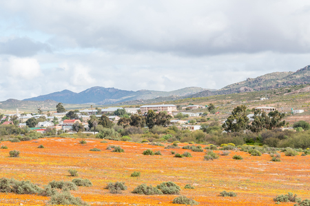 GARIES, SOUTH AFRICA - AUGUST 13, 2015:  Indigenous orange and yellow daisies with Garies, a small town in the Namaqualand region of the Northern Cape, in the backのeditorial素材