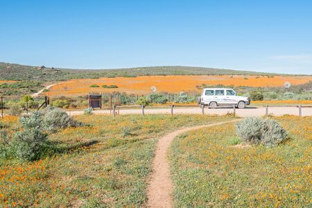 SKILPAD, SOUTH AFRICA - AUGUST 14, 2015: Large fields of orange daisies dominate the landscape of the Namaqua National Park at Skilpad tortoise during late Winter and Springのeditorial素材