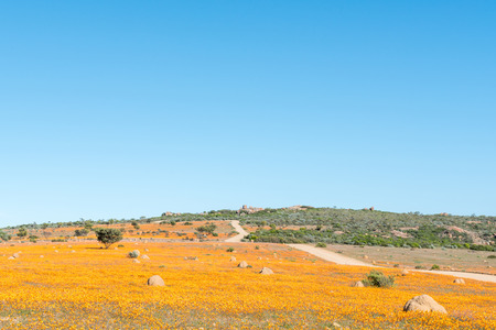 Large fields of indigenous orange daisies at Skilpad in the Namaqua National Park with a rocky viewpoint called Roof Of Namaqualand in the backの写真素材