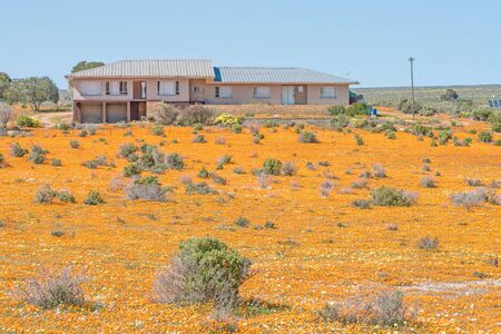 NARIEP, SOUTH AFRICA - AUGUST 15, 2015:  A farm house in a sea of wild flowers on the road to Groenrivier green river on the Northern Cape Atlantic coast of South Africaのeditorial素材