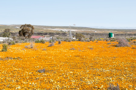 NARIEP, SOUTH AFRICA - AUGUST 15, 2015:  A wind generator in a sea of wild flowers on the road to Groenrivier green river at the Northern Cape Atlantic coast of South Africaのeditorial素材