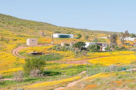 MOLSVLEI, SOUTH AFRICA - AUGUST 16, 2015: A carpet of indigenous flowers in Molsvlei, a small village in the Namaqualand region of the Western Cape Province of South Africaのeditorial素材