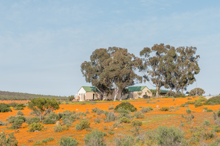 SKILPAD, SOUTH AFRICA - AUGUST 18, 2015: The offices of the Skilpad section of the Namaqua National Park viewed across a sea of orange daisiesのeditorial素材