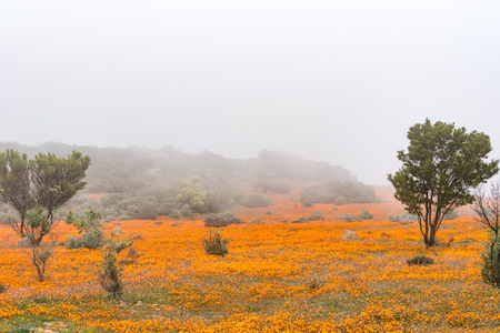 A misty day at Skilpad in the Namaqua National Park of South Africaの写真素材