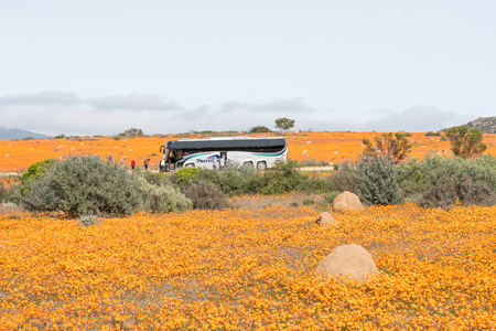 SKILPAD, SOUTH AFRICA - AUGUST 18, 2015: A tourist bus between flowers in the Skilpad section of the Namaqua National Parkのeditorial素材
