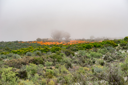 SKILPAD, SOUTH AFRICA - AUGUST 18, 2015: The office buildings at Skilpad in the Namaqua National Park as seen through the mist from the Korhaan Trailのeditorial素材
