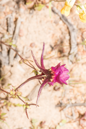 The Bokhorinkie or Ramhorinkie, Diascia namaquensis, is an annual herb up to 40 cm tall, endemic to the Namaqualand region of South Africaの写真素材