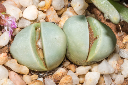 Succulents of the Argyroderma genus in the Knersvlakte near Vanrhynsdorp