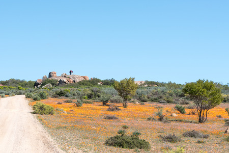 SKILPAD, SOUTH AFRICA - AUGUST 19, 2015: Tourists at the Roof of Namaqualand viewpoint in Skilpad in the Namaqua National Park in South Africaのeditorial素材
