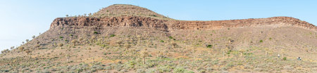 NIEUWOUDTVILLE, SOUTH AFRICA - AUGUST 24, 2015: Thousands of quiver trees Aloe dichotoma line the hills in the Quiver Tree Forest at Gannabos near Nieuwoudtville in the Northern Cape Provinceのeditorial素材