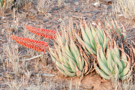 The Kanonaalwyn or Kraalaalwyn, Aloe claviflora, is identified by its angled inflorescence that protrudes horizontally from the side of the plant. It grows in the arid regions of South Africaの写真素材