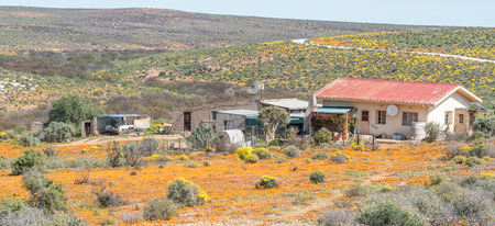 GROENRIVIER, SOUTH AFRICA - AUGUST 15, 2015:  A farm house in a sea of wild flowers on the road to Groenrivier green river on the Northern Cape Atlantic coast of South Africaのeditorial素材