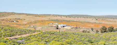GARIES, SOUTH AFRICA - AUGUST 16, 2015: Panorama of a farm with patches of orange and yellow wild flowers near Garies in the Namaqualand region of South Africaのeditorial素材