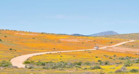 SKILPAD, SOUTH AFRICA - AUGUST 14, 2015: Orange and yellow flowers on the Roof of Namaqualand trail between Skilpad and Soebatsfontein in the Namaqua National Parkのeditorial素材