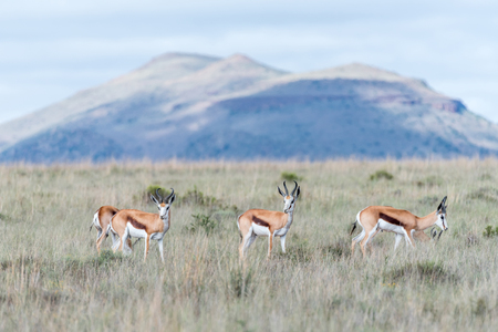 Springbok in the Mountain Zebra National Park near Cradock in South Africaの写真素材