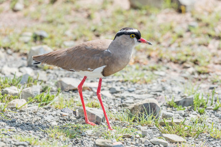 A crowned plover, also called a crowned lapwing, Vanellus coronatus, in the Mountain Zebra National Park near Cradock in South Africaの写真素材