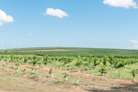 Citrus farming at the southern end of the historic Suurberg Pass in the Eastern Cape Province
