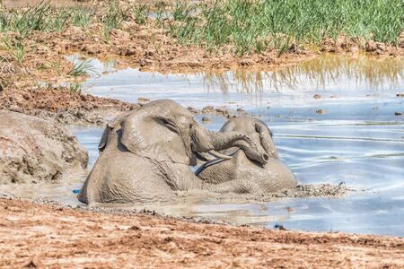 Two young elephants playing in a muddy waterholeの写真素材