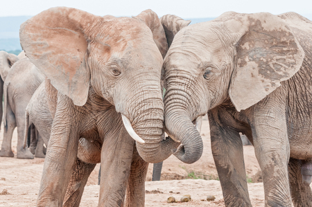 Two young, mud covered, African elephants, Loxodonta africana, interactingの写真素材