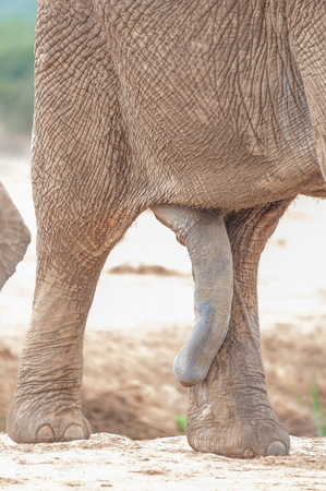 The genitals of a male African elephant, Loxodonta africanaの写真素材