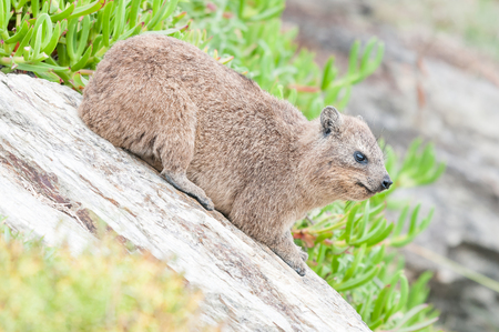 A Rock Hyrax, Procavia capensis, on a sloping rockの写真素材
