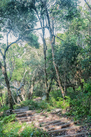 Steps on the first part of the Otter trail between the starting point and the coastの写真素材