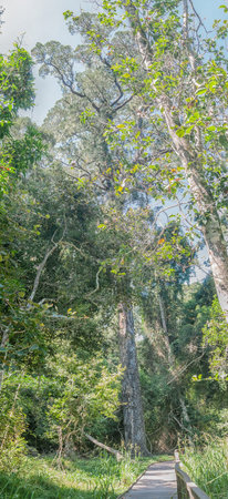 Boardwalk next to a huge Real Yellowwood tree, Podocarpus latifolius, in the Tsitsikama Forest at...