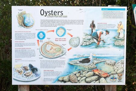 KNYSNA, SOUTH AFRICA - MARCH 5, 2016: An information board at the beach in Noetsie, describing the life cycle and different species of oyster on the coast of South Africaのeditorial素材