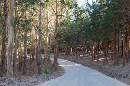 The road through pine and eucalyptus plantations to Noetsie, a small village on the Indian Ocean coast near Knysnaの写真素材