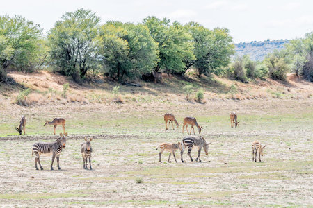 Mountain Zebras, Equus zebra zebra, with Greater Kudus, Tragelaphus strepsiceros, in the back showing unusual behavior by grazing in stead of browsingの写真素材