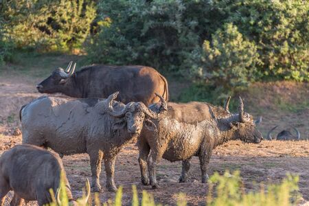 Mud covered cape buffaloes, Syncerus caffer, at sunset in the Eastern Cape Province of South Africaの写真素材