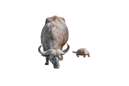 A muddy Cape Buffalo, Syncerus caffer, and a wet Leopard tortoise, Stigmochelys pardalis, isolated on whiteの写真素材
