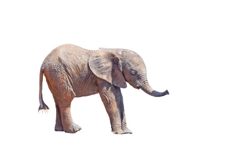 A tiny African Elephant calf, Loxodonta africana, isolated in whiteの写真素材