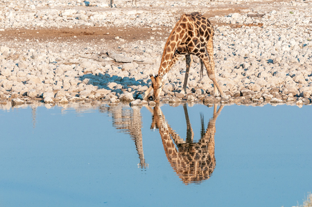 A Namibian giraffe, giraffa camelopardalis angolensis, drinking. The reflections of two giraffes are visibleの写真素材