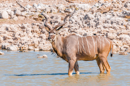 A greater kudu bull, Tragelaphus strepsiceros, standing in a waterholeの写真素材