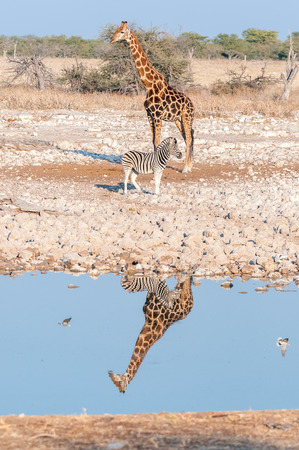 A Namibian giraffe, Giraffa camelopardalis angolensis, and a Burchells zebra, Equus quagga burchellii with reflections in waterの写真素材
