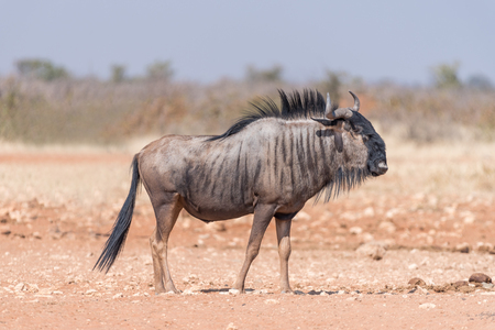 A blue wildebeest, Connochaetes taurinus, also called a white-bearded wildebeest or brindled gnu, walkingの写真素材