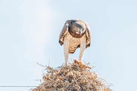 A martial eagle, Polemaetus bellicosus, eating prey on top of a communal bird nest, built on top a a telecommunications pole near Groblershoop in the Northern Cape Provinceの写真素材