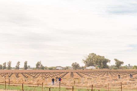 KANONEILAND, SOUTH AFRICA - JUNE 12, 2017: Farm workers building trellises  for a new vineyard on Kanoneiland, an island in the Orange River near Upington in the Northern Cape Provinceのeditorial素材
