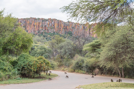 Baboons and warthogs below the Waterberg Plateau near Otjiwarongo in the Otjozondjupa Region of Namibiaの写真素材