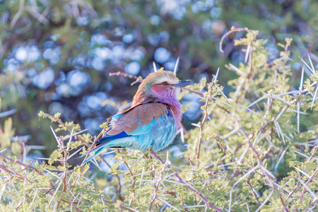 A lilac-breasted roller, Coracias caudatus, on a thorn tree in Northern Namibiaの写真素材