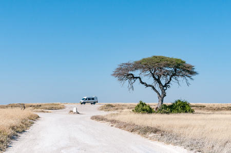 ETOSHA NATIONAL PARK, NAMIBIA - JUNE 22, 2017: A tree and a tourist vehicle at the viewpoint of the Charitsaub Waterhole in the Etosha National Parkのeditorial素材