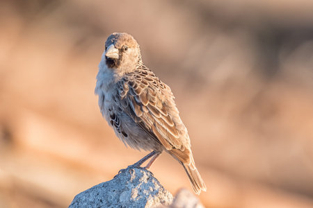 A sociable weaver, Philetairus socius, on a rock in Northern Namibiaの写真素材