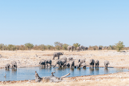 A large herd of African elephants, Loxodonta africana, at a waterhole in Northern Namibiaの写真素材