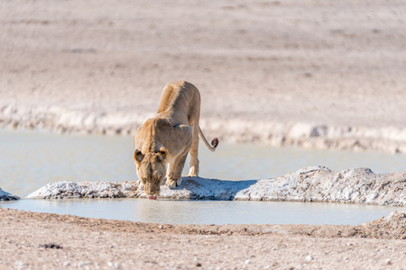 A female African Lion, Panthera leo, drinking water at a waterhole in Northern Namibiaの写真素材