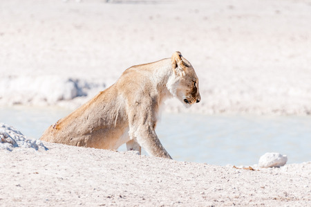A scarred African Lioness, Panthera leo, with visible wounds, at a waterhole in Northern Namibiaの写真素材