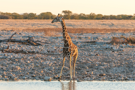 A Namibian Giraffe, Giraffa camelopardalis angolensis, at a waterhole in Northern Namibia at sunsetの写真素材