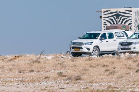 ETOSHA NATIONAL PARK, NAMIBIA - JUNE 24, 2017: Tourist vehicles at the Nebrownii waterhole in the Etosha National Park. A lioness is visible to the left of the vehiclesのeditorial素材