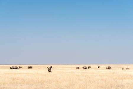 A herd of blue wildebeest, also called brindled gnu, Connochaetes taurinus, between grass in Northern Namibiaの写真素材