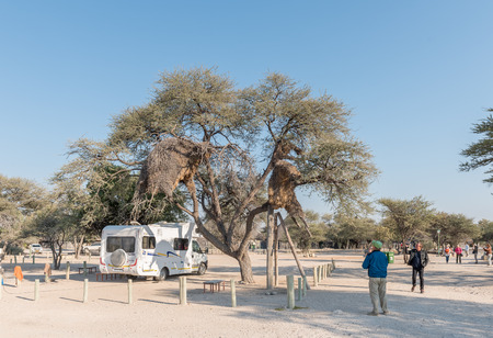 ETOSHA NATIONAL PARK, NAMIBIA - JUNE 26, 2017: Unidentified tourists viewing a community bird nest at the camping area in the Okaukeujo Rest Camp in the Etosha National Parkのeditorial素材
